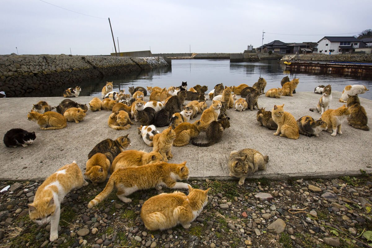 Discover the Enchanting Island in Japan Where Felines Outnumber Humans 6 to 1 - Yeudon