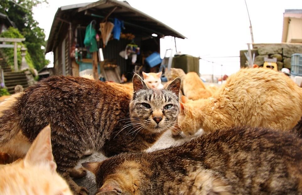 Discover the Enchanting Island in Japan Where Felines Outnumber Humans 6 to 1 - Yeudon