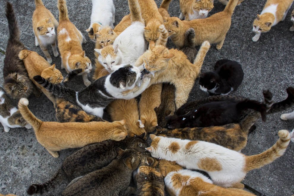 Discover the Enchanting Island in Japan Where Felines Outnumber Humans 6 to 1 - Yeudon