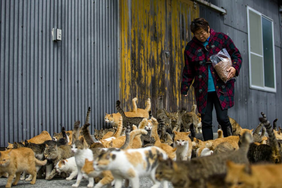 Discover the Enchanting Island in Japan Where Felines Outnumber Humans 6 to 1 - Yeudon