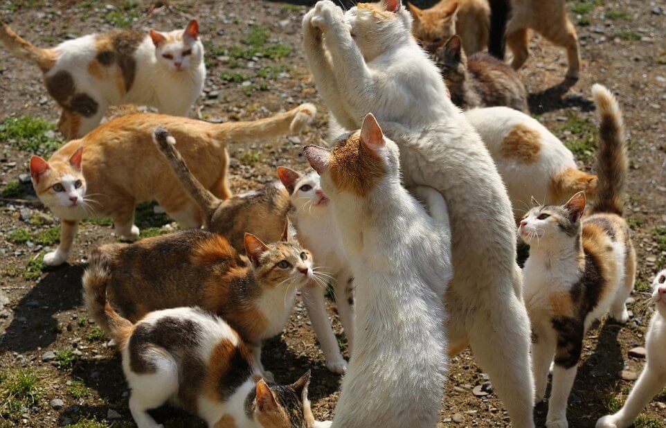 Discover the Enchanting Island in Japan Where Felines Outnumber Humans 6 to 1 - Yeudon