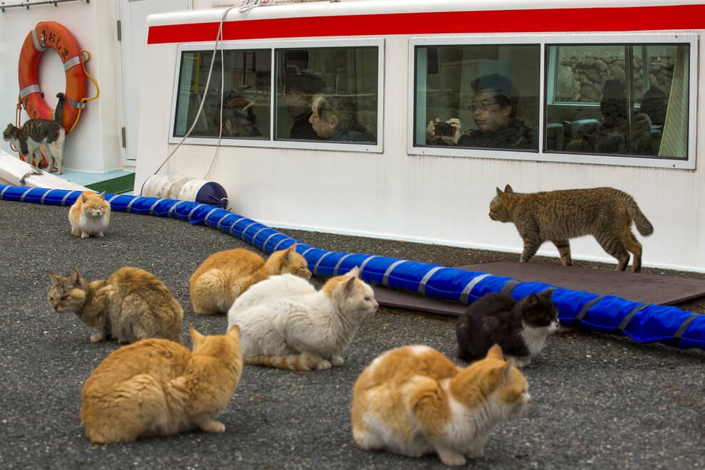 Discover the Enchanting Island in Japan Where Felines Outnumber Humans 6 to 1 - Yeudon