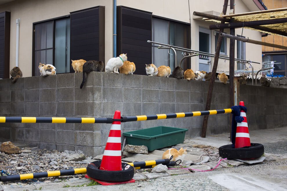 Discover the Enchanting Island in Japan Where Felines Outnumber Humans 6 to 1 - Yeudon