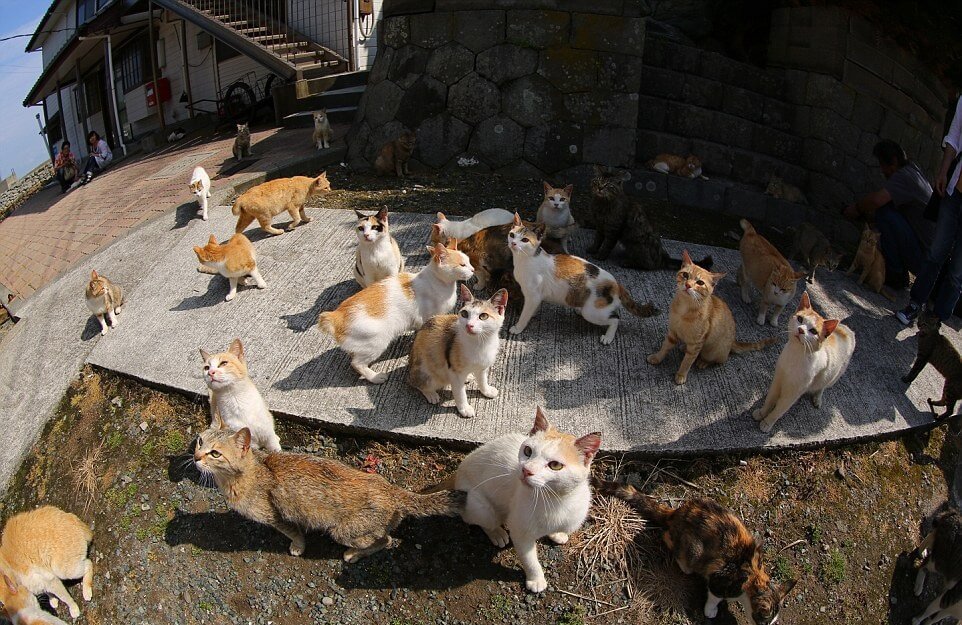 Discover the Enchanting Island in Japan Where Felines Outnumber Humans 6 to 1 - Yeudon