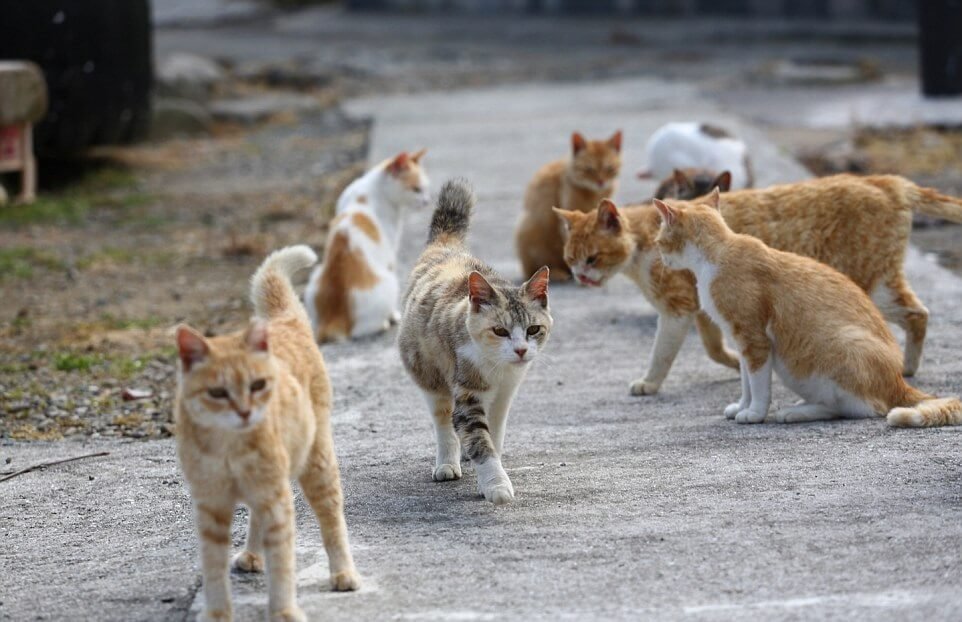 Discover the Enchanting Island in Japan Where Felines Outnumber Humans 6 to 1 - Yeudon