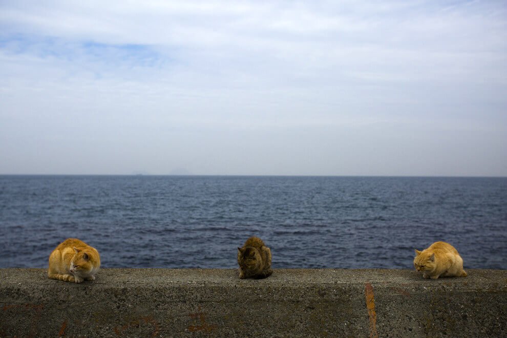 Discover the Enchanting Island in Japan Where Felines Outnumber Humans 6 to 1 - Yeudon