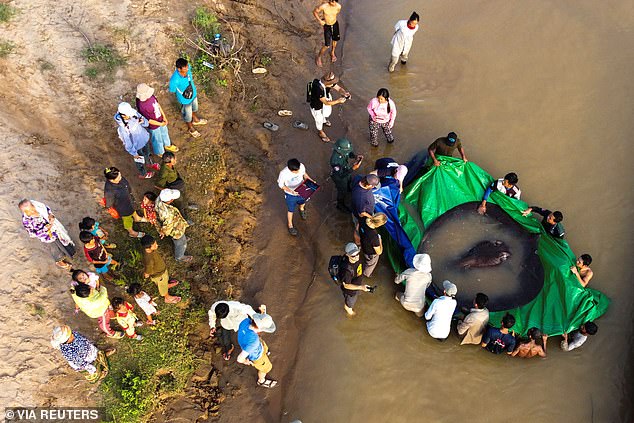 World’s biggest freshwater fish is caught as mystery river beast weighing same as a GRIZZLY BEAR is hauled from water .SN - LifeAnimal