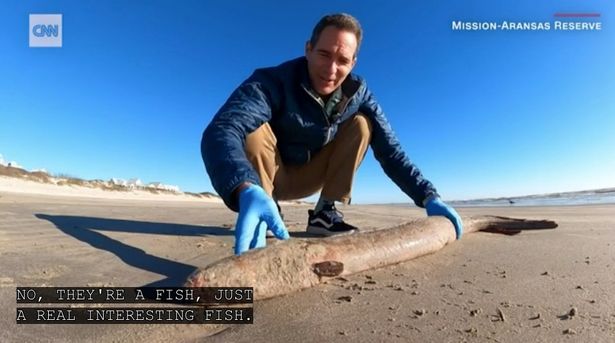 Rare 4-foot 'creature' washes up on coast despite usually living in rivers