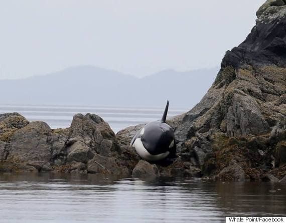 Stranded Orca Saved After Hours Of Help From Some Friends