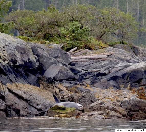 Stranded Orca Saved After Hours Of Help From Some Friends