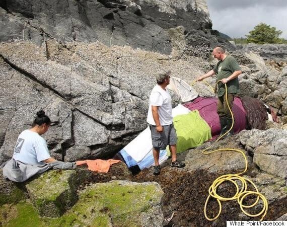 Stranded Orca Saved After Hours Of Help From Some Friends