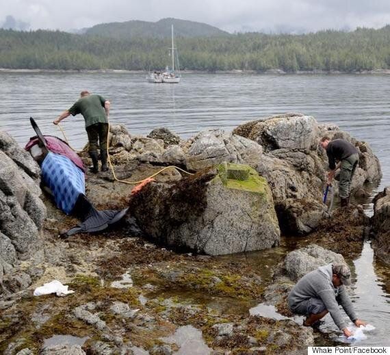 Stranded Orca Saved After Hours Of Help From Some Friends