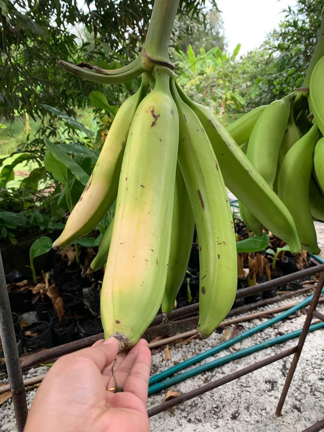 The Astounding 'Super Giant' Banana: Awe-Inspiring and Cut into Bite-Sized Portions for Consumption - Amazing Nature