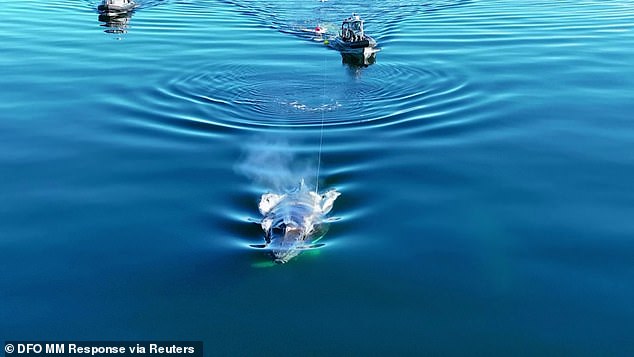 Incredible video shows humpback whale pull off nifty move to free itself from the ropes of a buoy in Canada after being stuck for two days