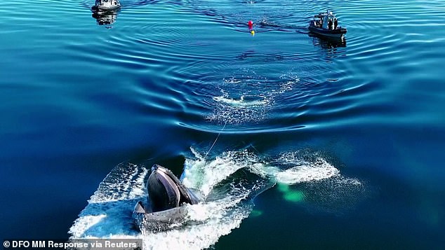 Incredible video shows humpback whale pull off nifty move to free itself from the ropes of a buoy in Canada after being stuck for two days