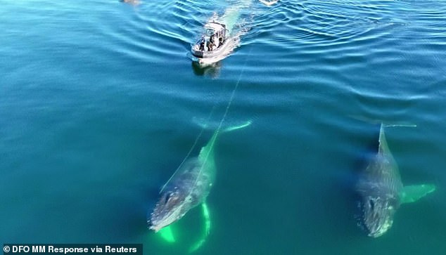 Incredible video shows humpback whale pull off nifty move to free itself from the ropes of a buoy in Canada after being stuck for two days