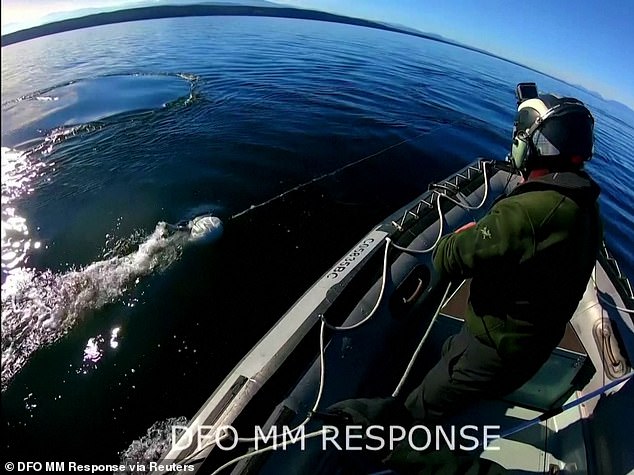 Incredible video shows humpback whale pull off nifty move to free itself from the ropes of a buoy in Canada after being stuck for two days