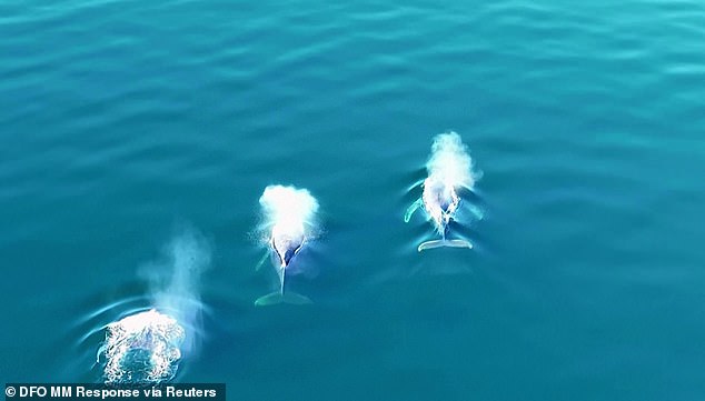 Incredible video shows humpback whale pull off nifty move to free itself from the ropes of a buoy in Canada after being stuck for two days