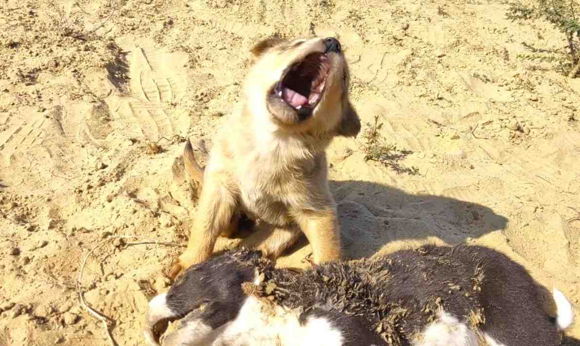 The unwavering loyalty of a devoted dog: In the midst of excruciating pain, it heartbreakingly refuses to leave its deceased brother's side. - Puppies Love