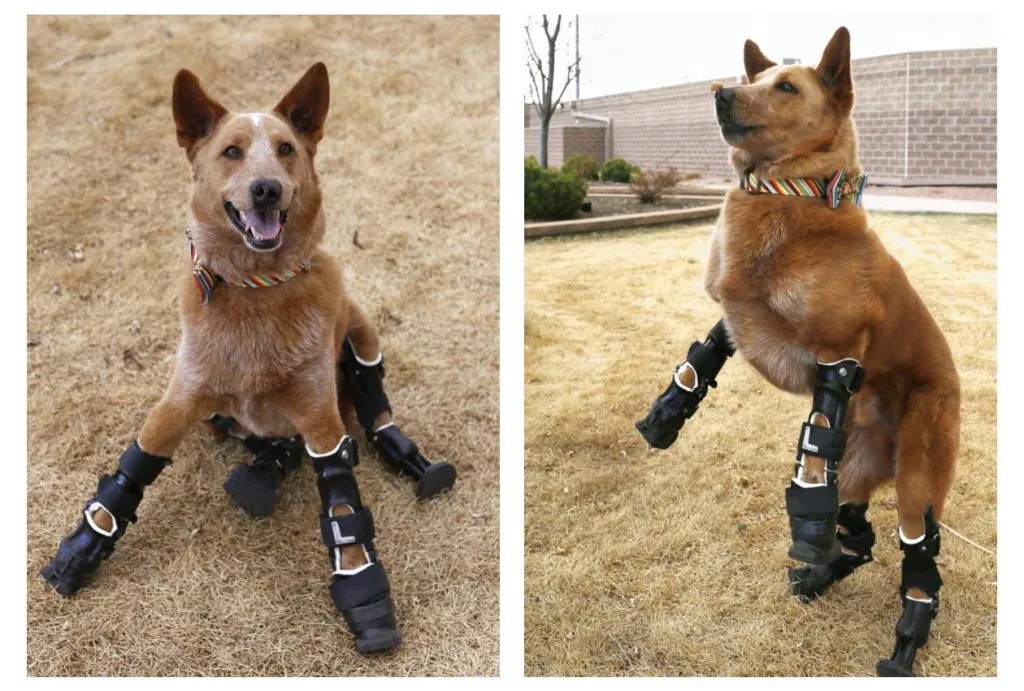 "Naki'o the Bionic Dog: An Inspirational Tale of Overcoming Adversity and Defying Limits!"