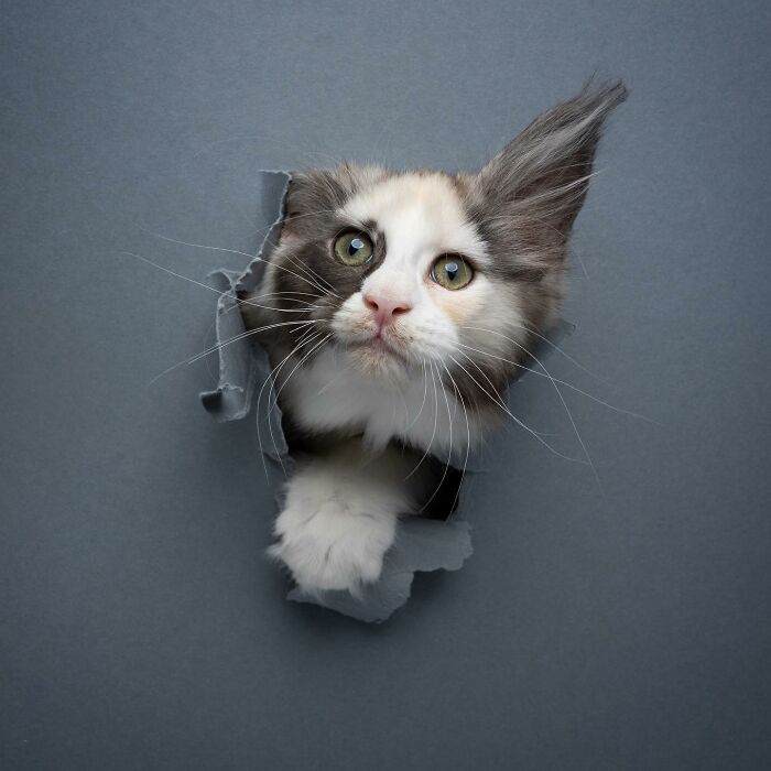 "Feline Artistry: A Candid Chat with Nils Jacobi on Capturing Cats Crossing a Paper Wall in 23 Stunning Photographs" - Thoisu9