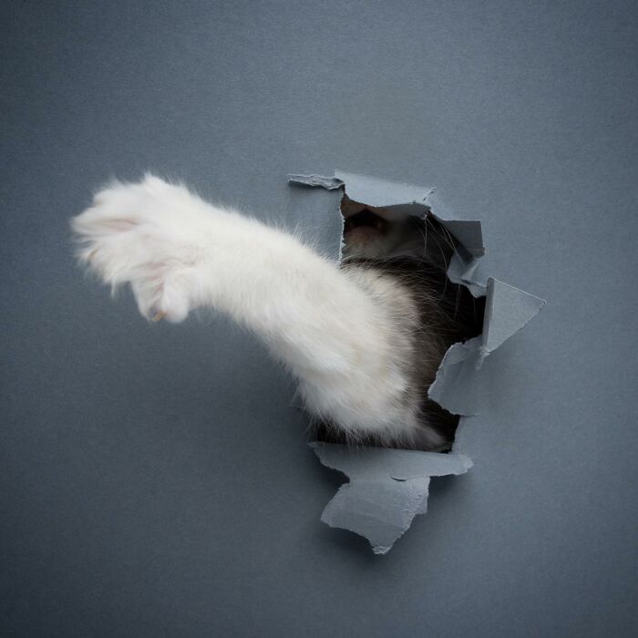 "Feline Artistry: A Candid Chat with Nils Jacobi on Capturing Cats Crossing a Paper Wall in 23 Stunning Photographs" - Thoisu9