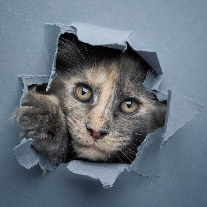 "Feline Artistry: A Candid Chat with Nils Jacobi on Capturing Cats Crossing a Paper Wall in 23 Stunning Photographs" - Thoisu9