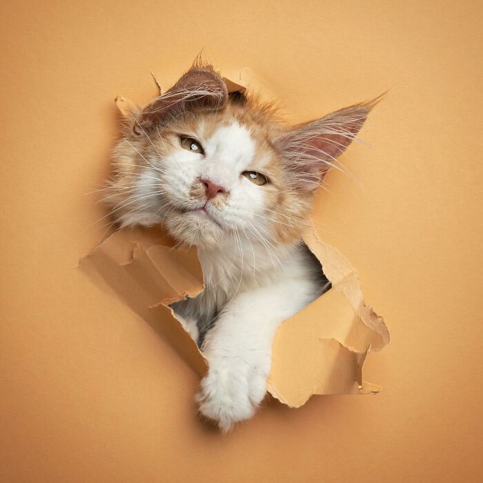 "Feline Artistry: A Candid Chat with Nils Jacobi on Capturing Cats Crossing a Paper Wall in 23 Stunning Photographs" - Thoisu9