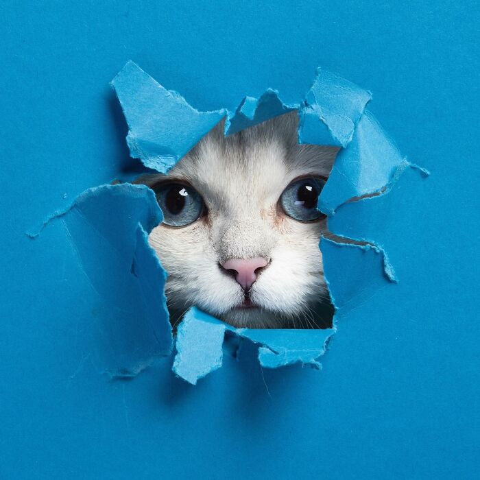 "Feline Artistry: A Candid Chat with Nils Jacobi on Capturing Cats Crossing a Paper Wall in 23 Stunning Photographs" - Thoisu9