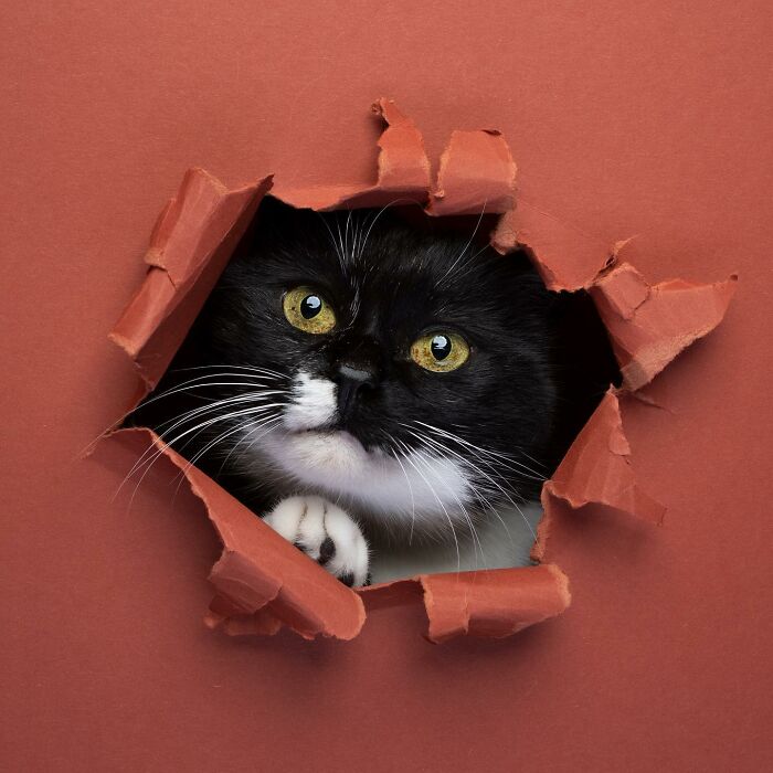 "Feline Artistry: A Candid Chat with Nils Jacobi on Capturing Cats Crossing a Paper Wall in 23 Stunning Photographs" - Thoisu9