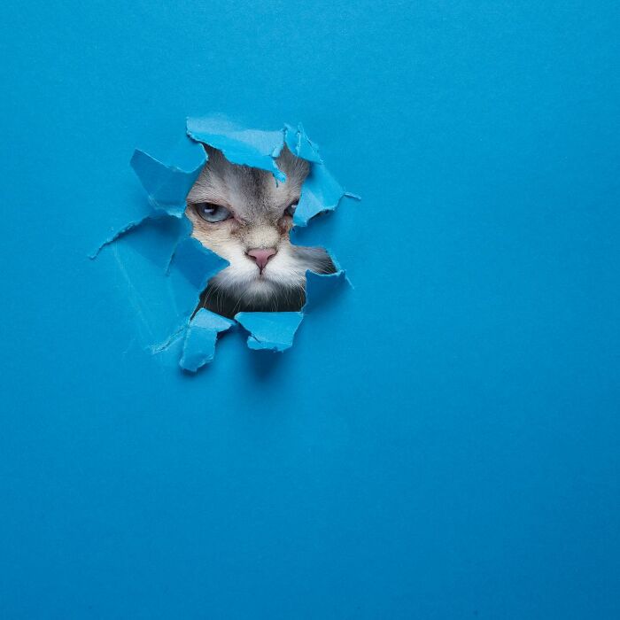 "Feline Artistry: A Candid Chat with Nils Jacobi on Capturing Cats Crossing a Paper Wall in 23 Stunning Photographs" - Thoisu9