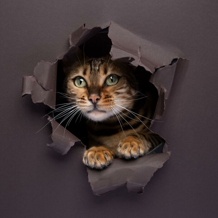 "Feline Artistry: A Candid Chat with Nils Jacobi on Capturing Cats Crossing a Paper Wall in 23 Stunning Photographs" - Thoisu9