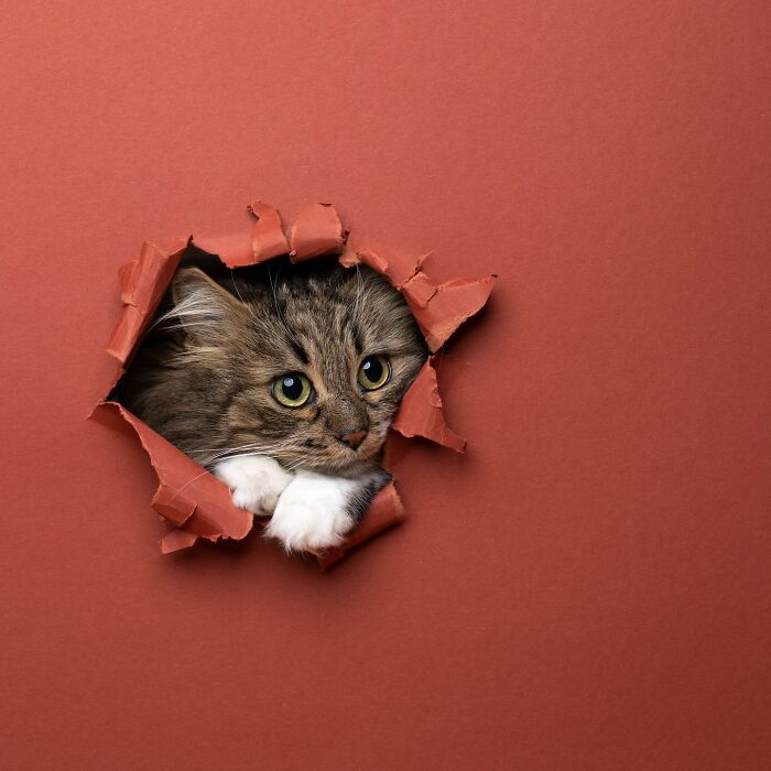 "Feline Artistry: A Candid Chat with Nils Jacobi on Capturing Cats Crossing a Paper Wall in 23 Stunning Photographs" - Thoisu9