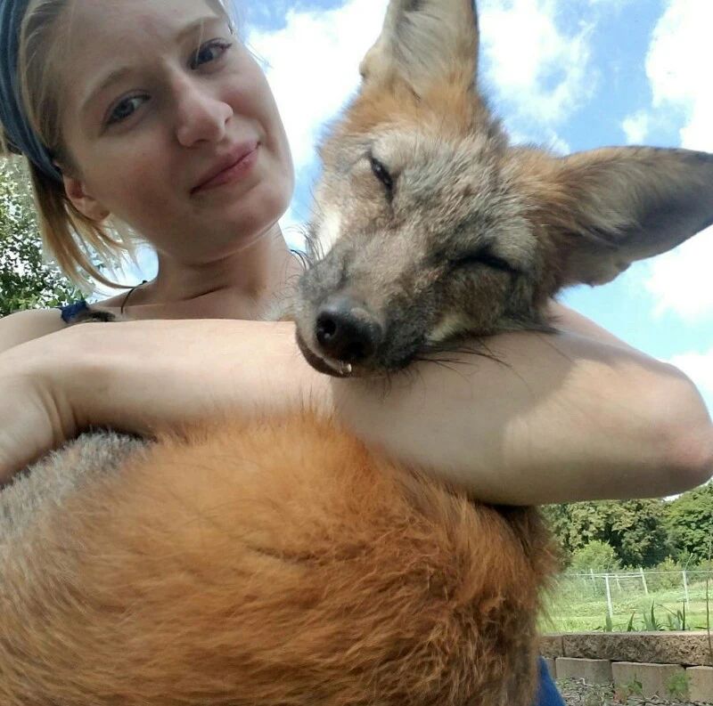 The rescued foxes from fur farms melt the hearts of viewers with their joyful and playful behavior, wagging their tails and frolicking around like beloved pets.