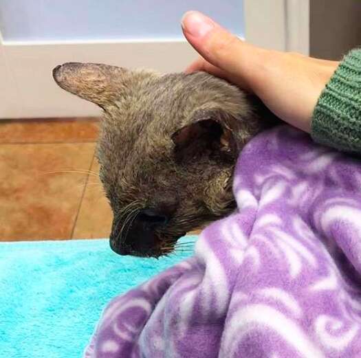 A Petite 'Wolf Pup' Discovered in Housing Complex Simply Craved for Some Cuddles - Yeudon