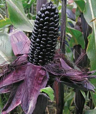 "The Enigmatic Mystic: Unraveling the Mystery of Black Corn's Origin in America" - Bumkeo