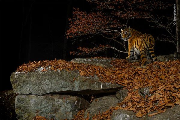 Capturing the Splendor of Animals – News Breaking