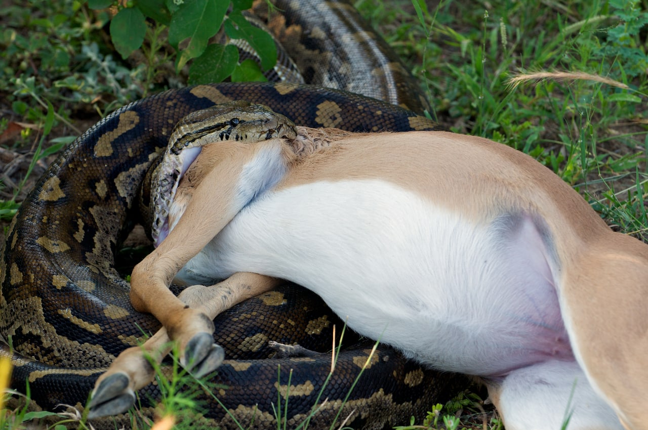 Brave dog fights with HUGE cobra to save his owner, making everyone cry.h - Puppy Blog