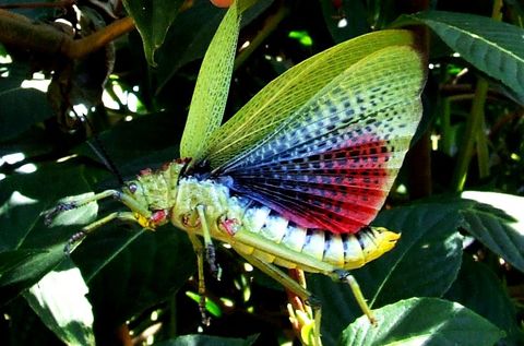 Nature's Living Gems: Discover the Exquisite Beauty of 15 of the World's Most Stunning Insects - Bumkeo