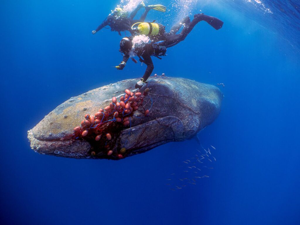 Spanish Diver Risks Life To Save 40-Foot Long Whale Trapped In Illegal Fishing Net