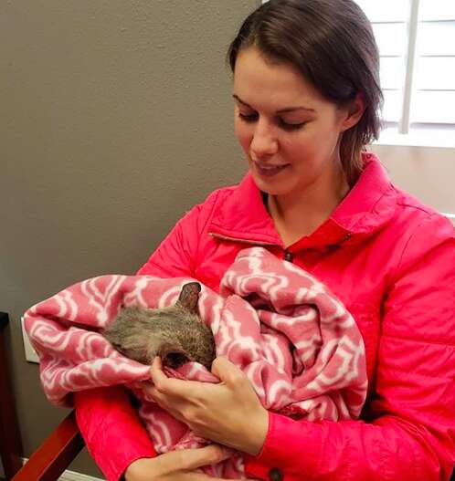 A Petite 'Wolf Pup' Discovered in Housing Complex Simply Craved for Some Cuddles - Yeudon