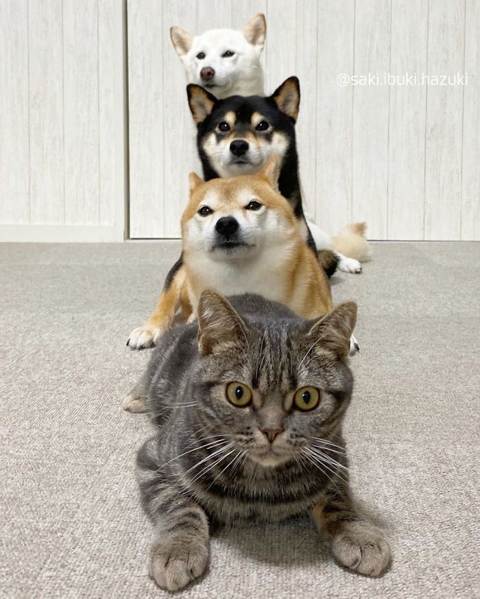 When Feline Meets Canine: A Story of a Cat Living Among Dogs with No Clue He's a Feline