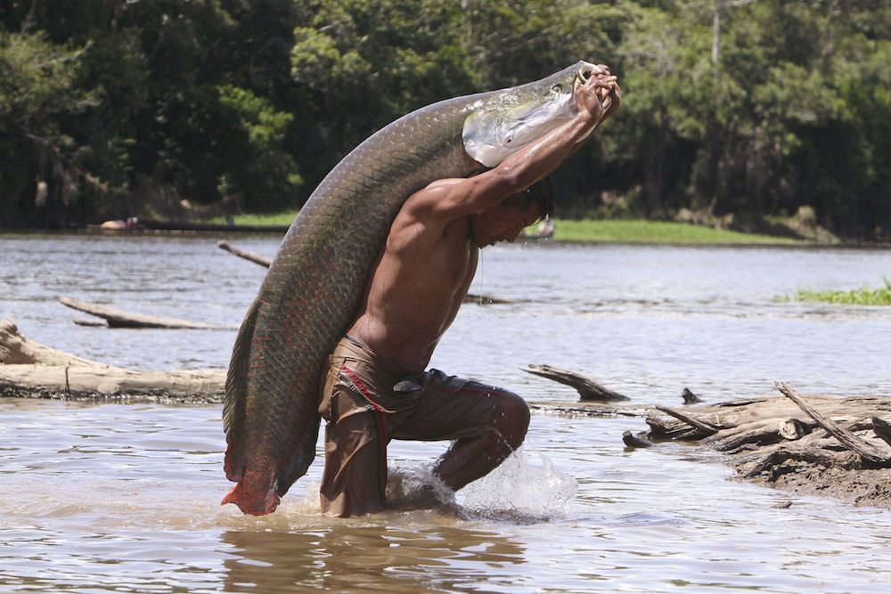 pp.The fishermen suddenly discovered the giant Asian fish more than 7m long, living in rivers in the Amazon rainforest and having the greatest strength of all time.p - LifeAnimal