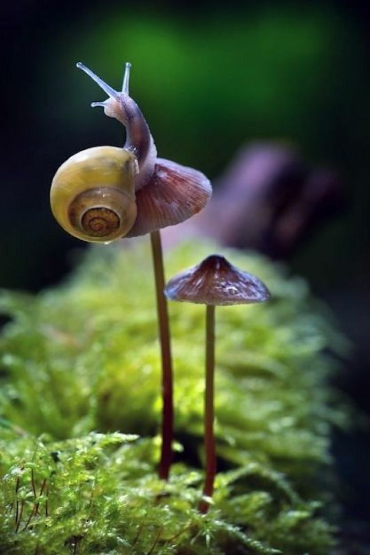 Race to the Top: Snails Ascend Mushroom Trees in Adorable Race to the Top.LH - New Lifes