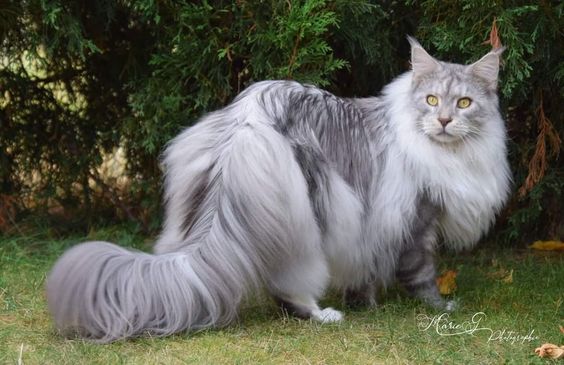 "The Majestic Siberian Feline: A Cat Breed Worth Falling in Love With" - Purr News