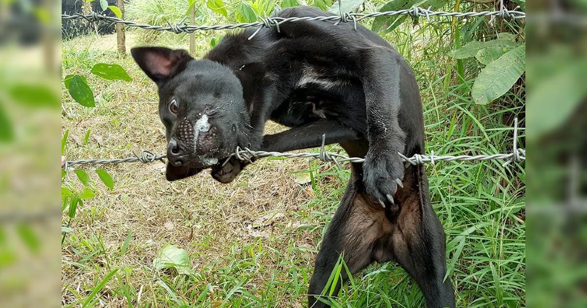 The dog was stuck in the jaw with barbed wire and couldn't get out, making people extremely confused and scared - Docbaomoi7