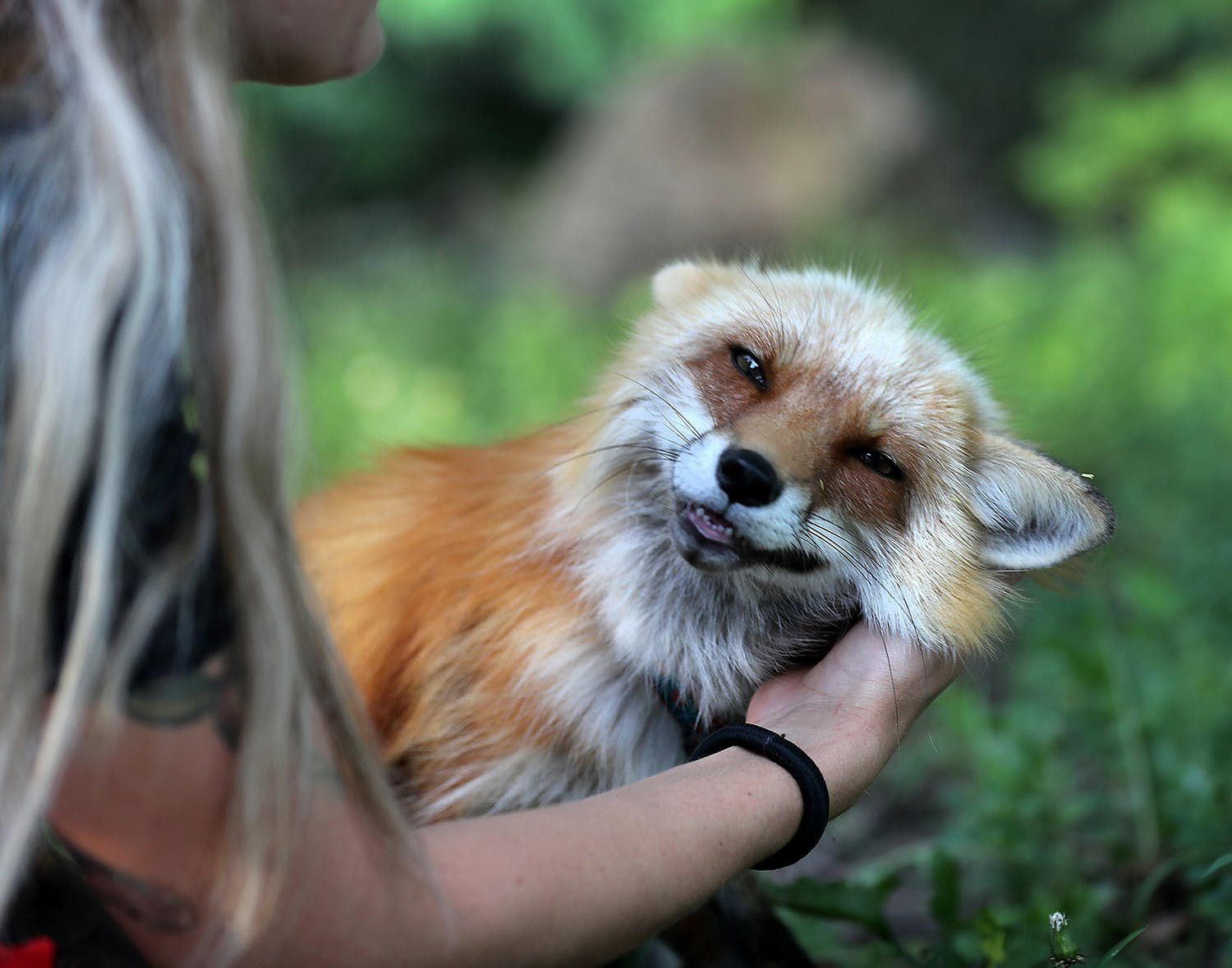 The rescued foxes from fur farms melt the hearts of viewers with their joyful and playful behavior, wagging their tails and frolicking around like beloved pets.