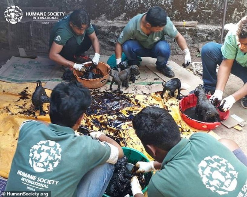 8 puppies finally rescued after being stuck in toxic tar for 8 hours