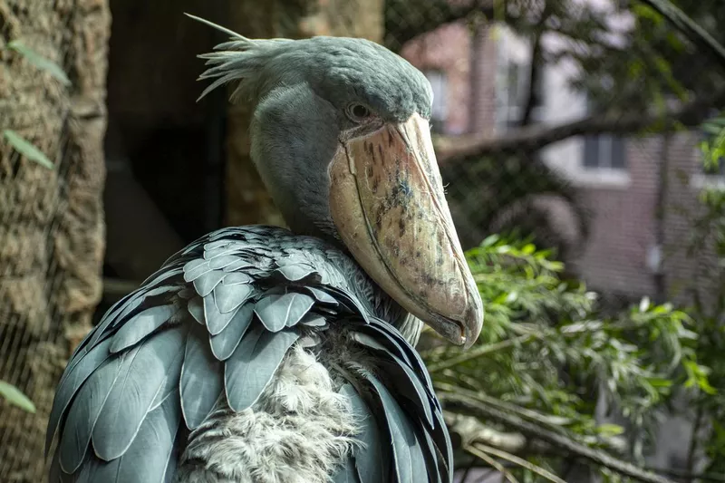 What Makes The Freaky Shoebill Stork So Strange?