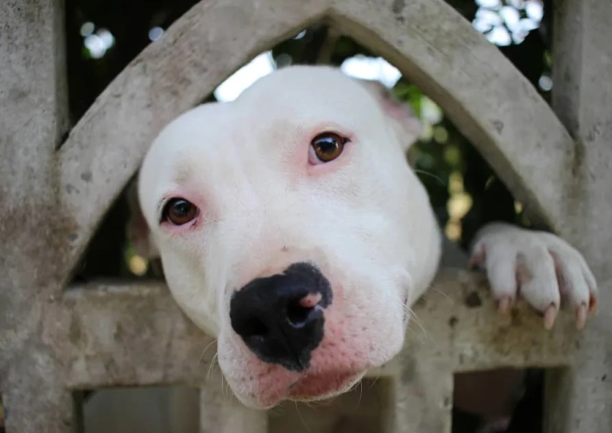 "After a Long Wait of Over 300 Days, a Loving Family Finally Adopts a Pit Bull from Shelter" - Bumkeo